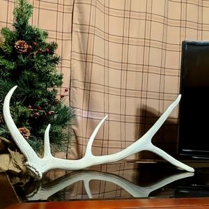 Elk Antler